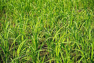 微软高管发文驳斥《完美音浪》销量不及预期传言